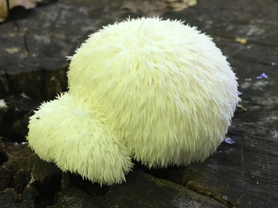 Cogumelos Juba de Leão, com filamentos brancos, crescendo sobre madeira.