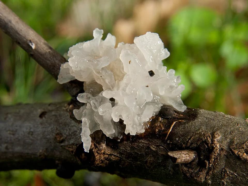 Cogumelo Tremella, com lóbulos claros e translúcidos sobre madeira.