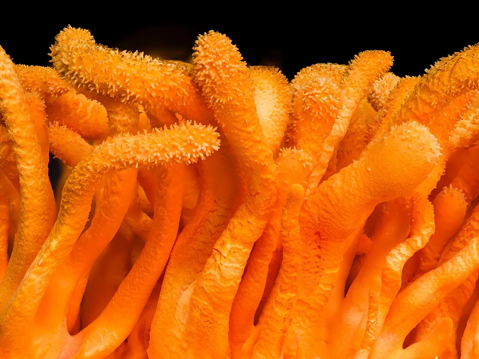 Detalhe das estruturas alaranjadas de Cordyceps militaris.