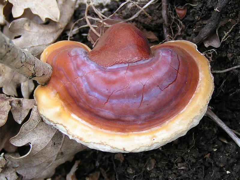 Reishi em formato de leque, com superfície avermelhada e borda clara.